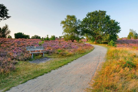 Idyllic wooden bench in the middle of the blooming Lüneburg Heath, Lower Saxony, Germany