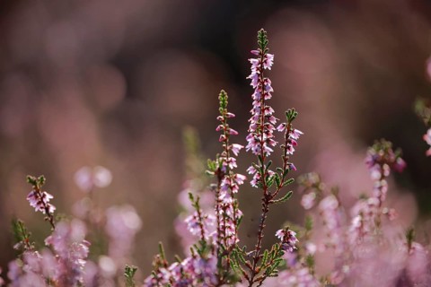 Close-up of flowering heather against the light in the Lüneburg Heath, Lower Saxony, Germany