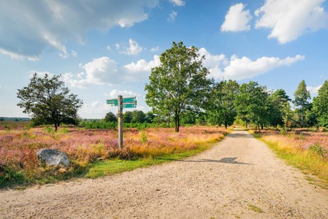 Country lane in the middle of the blooming Lüneburg Heath, Lower Saxony, Germany