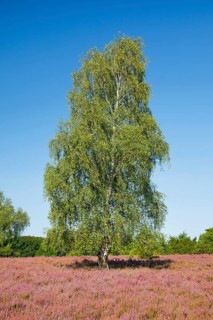 Large birch tree in the blooming Lüneburg Heath, Lower Saxony, Germany