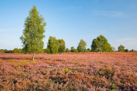 Birch trees in the blooming Lüneburg Heath, Osterheide near Schneverdingen, Lower Saxony, Germany