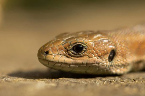 Common lizard (Zootoca vivipara) adult reptile resting on a wooden sleeper, England, United Kingdom