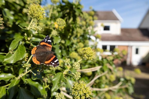 Red admiral butterfly (Vanessa atalanta) adult insect feeding on Ivy (Hedera helix) flowers in