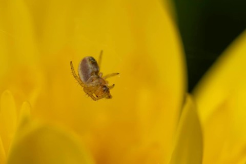 European garden spider (Araneus diadematus) adult in its spiders web on a garden yellow flower,