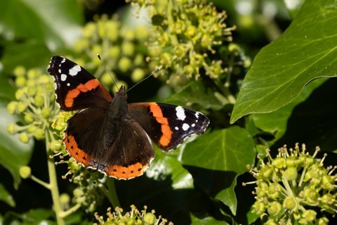 Red admiral butterfly (Vanessa atalanta) adult insect feeding on Ivy (Hedera helix) flowers in