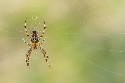European garden spider (Araneus diadematus) adult in its spiders web, England, United Kingdom