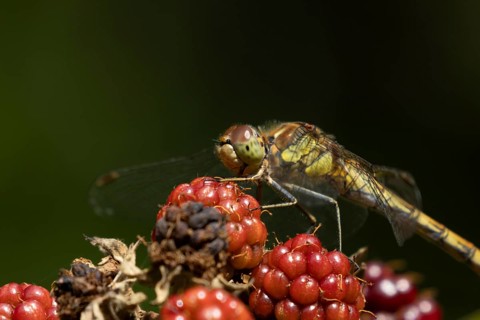 Common darter dragonfly (Sympetrum striolatum) adult insect resting on blackberries fruit in