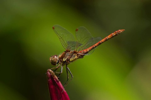 Ruddy darter dragonfly (Sympetrum sanguineum) adult insect resting on a lily flower in summer,