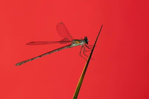 Emerald damselfly (Lestes sponsa) adult insect resting on a pond reed stem in summer, England,