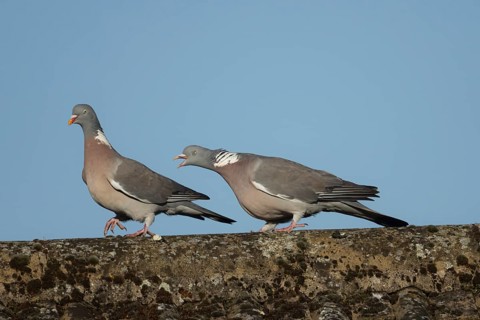 Wood pigeon (Columba palumbus) two adult birds with one chasing the other during their courtship