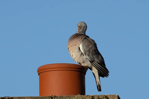 Wood pigeon (Columba palumbus) adult bird preening on an urban house chimney pot, England, United