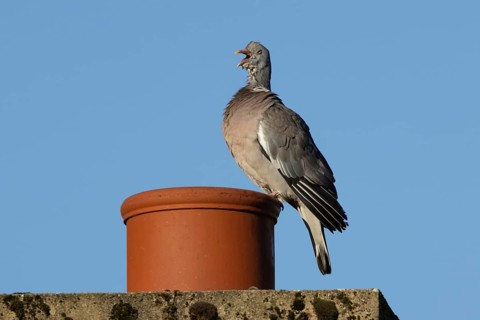 Wood pigeon (Columba palumbus) adult bird yawning on an urban house chimney pot, England, United