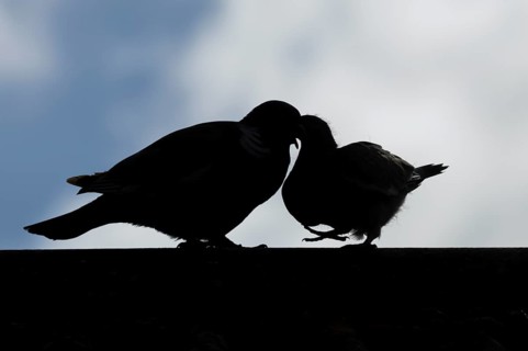 Wood pigeon (Columba palumbus) silhouette of two birds with a juvenile squab bird being fed by an