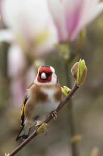 European goldfinch (Carduelis carduelis) adult bird on a flowering garden Magnolia tree in spring,