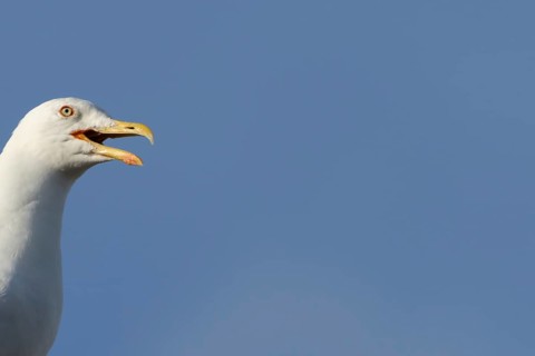 Herring gull (Larus argentatus) adult bird calling, England, United Kingdom