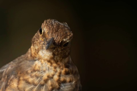 Eurasian blackbird (Turdus merula) adult female bird head portrait, England, United Kingdom