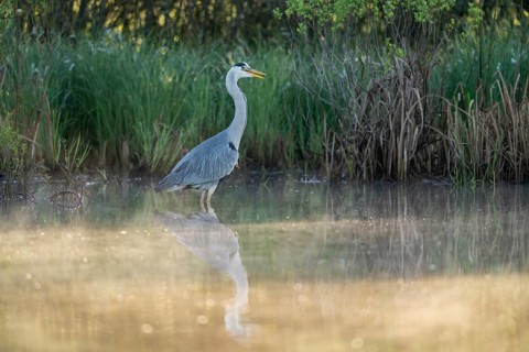 Grey heron (Ardea cinerea), Vulkaneifel, Rhineland-Palatinate, Germany