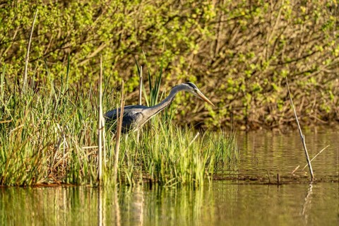 Grey heron (Ardea cinerea), standing by the water while hunting, Vulkaneifel, Rhineland-Palatinate,