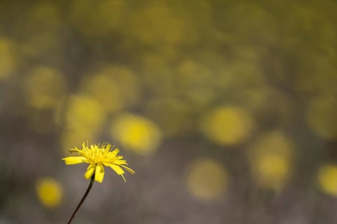 Hawkweed (Hieracium), Emsland, Lower Saxony, Germany