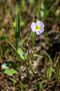 Hedgehog hose (Baldellia ranunculoides), Emsland, Lower Saxony, Germany