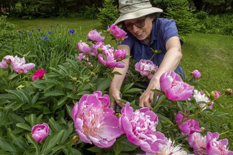 Woman and flowers, Woman taking care of peony flowers, Peonia sp, Region of La Mauricie, Province