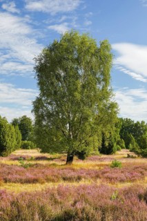 Birches and junipers in the blooming Lüneburg Heath, Lower Saxony, Germany