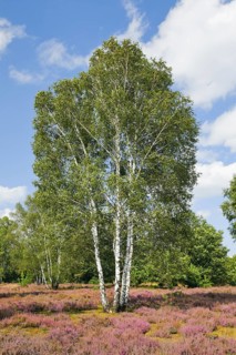 Large birch trees in the blooming Lüneburg Heath, Lower Saxony, Germany