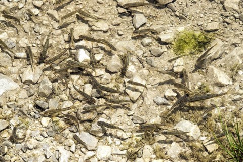 Small fish in Gaißalpsee, near Oberstdorf, Oberallgäu, Allgäu, Bavaria, Germany