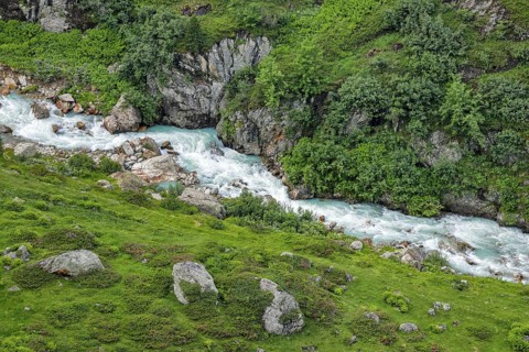 Mountain stream Steinwasser makes its way over boulders through vegetation overgrown with blooming