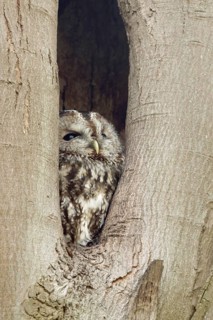 In its cave... Tawny owl (Strix aluco), nocturnal owl spends the day in a natural cavity in a tree,