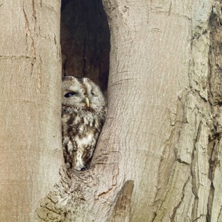 In its cave... Tawny owl (Strix aluco), nocturnal owl spends the day in a natural cavity in a tree,