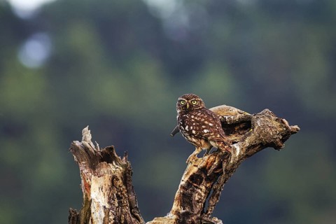 Little owl (Athene noctua) sitting on dead wood, Höxter, Weserbergland, North Rhine-Westphalia,