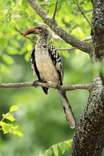 Mopanetoko (Tockus rufirostris), Southern Red-billed Hornbill, adult, on tree, alert, Kruger,