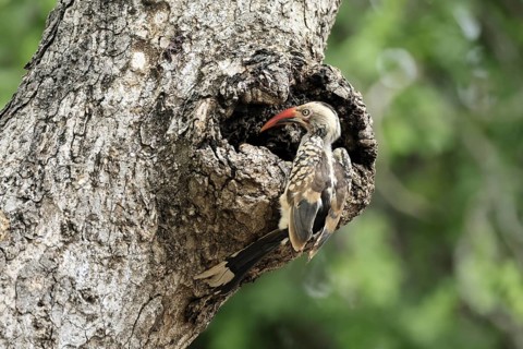 Mopanetoko (Tockus rufirostris), Southern Red-billed Hornbill, adult, on tree, alert, at breeding