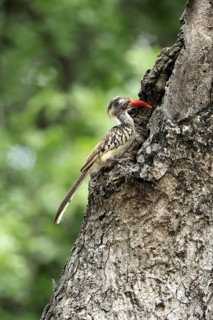 Mopanetoko (Tockus rufirostris), Southern Red-billed Hornbill, adult, on tree, alert, at breeding