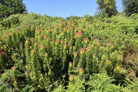 Mimetes cucullatus, flower, flowering, shrub, Kirstenbosch Botanical Gardens, Cape Town, South