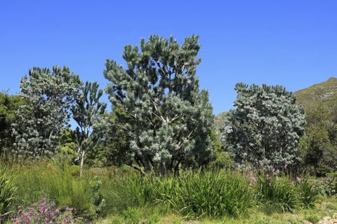 Silver tree (Leucadendron argenteum), flowering, flowers, Kirstenbosch Botanical Gardens, Cape