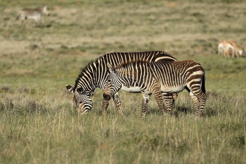 Cape Mountain Zebra (Equus zebra zebra), adult, female, mother, young, foraging, Mountain Zebra