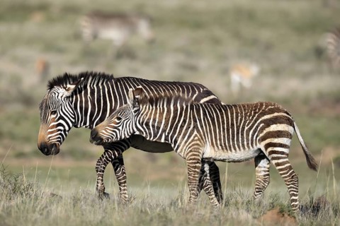 Cape Mountain Zebra (Equus zebra zebra), adult, female, mother, juvenile, social behaviour,