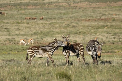 Cape Mountain Zebra (Equus zebra zebra), adult, three, group, social behaviour, foraging, Mountain
