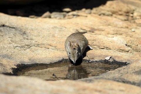 Short-eared elephant shrew (Macroscelides probosideus), adult, at the water, drinking, Mountain