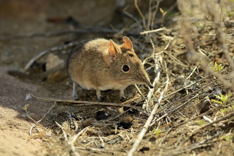 Short-eared elephant shrew (Macroscelides probosideus), adult, foraging, Mountain Zebra National
