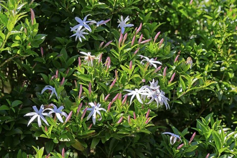African jasmine (Jasminum multipartitum), flower, in bloom, Kirstenbosch Botanical Gardens, Cape