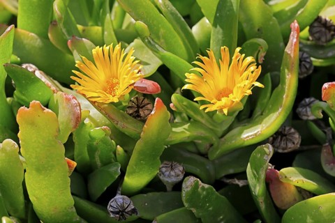 Tongue-leaf plant, succulent species, flower, flowering, yellow, Karoo Botanic Gardens, Worcester,