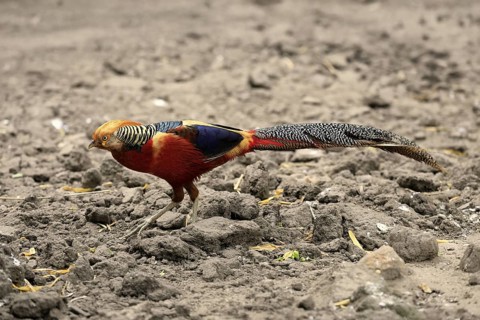 Golden Pheasant (Chrysolophus pictus), adult, male, captive, China