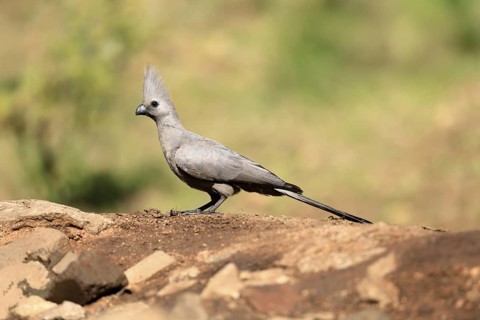 Grey Go-away-bird (Crinifer concolor), Grey Go-away-bird, adult, on ground, foraging, alert,