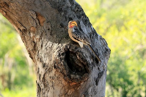Southern Yellow-billed Hornbill (Tockus leucomelas), Red-ringed Hornbill, adult, male, at breeding