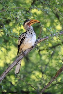 Southern Yellow-billed Hornbill (Tockus leucomelas), Red-ringed Hornbill, adult, on tree, alert,