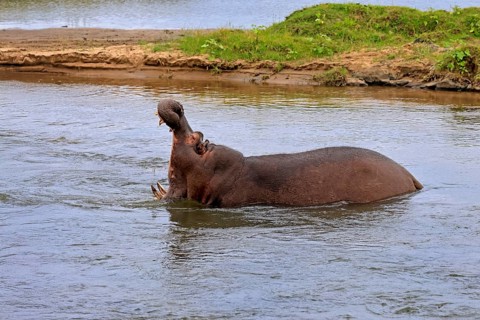 Hippopotamus (Hippopatamus amphibius), adult, in water, yawning, threatening, Kruger, Kruger