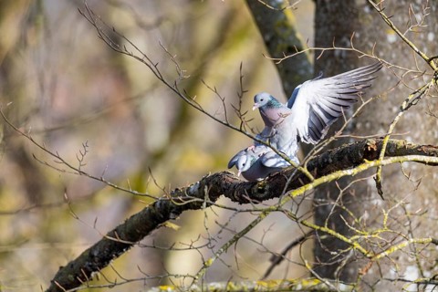 Stock Dove (Columba oenas) Pairs Germany